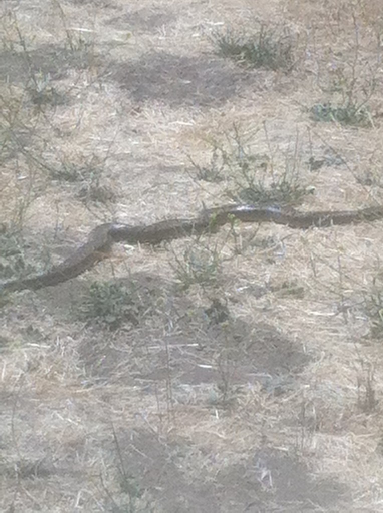 Gopher Snake