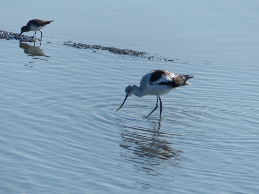 American Avocet feeding. 