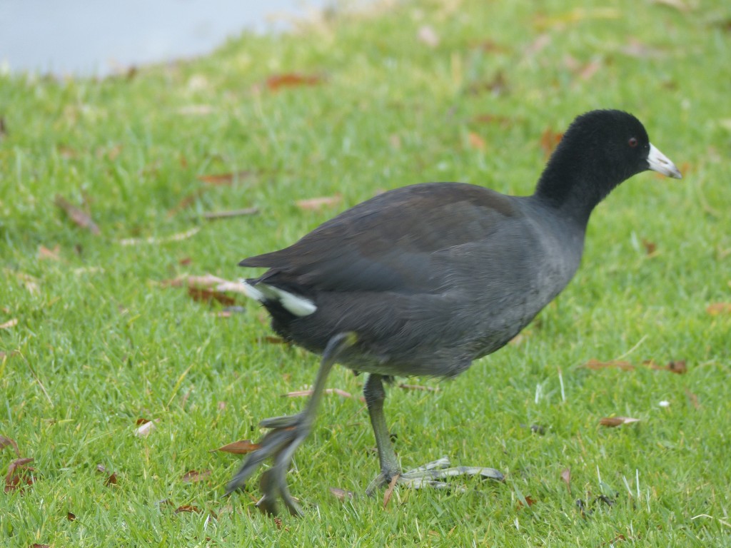 American coot (Fulica americana) at Shoreline park, Mountain View, California. 