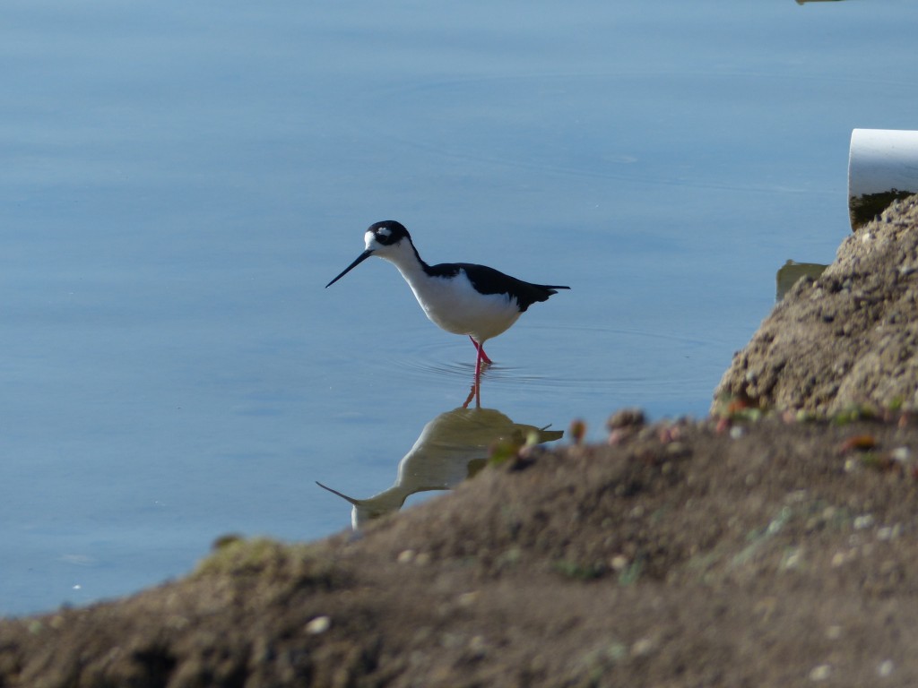 Black Necked Stilt