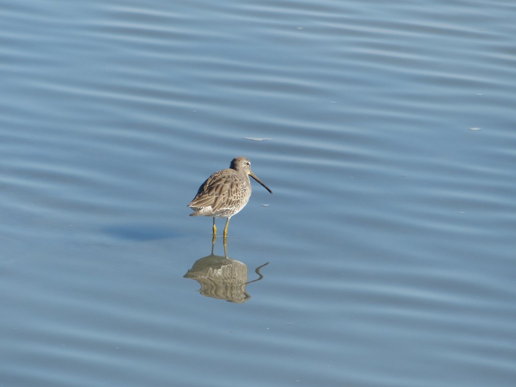 Greater Yellowlegs