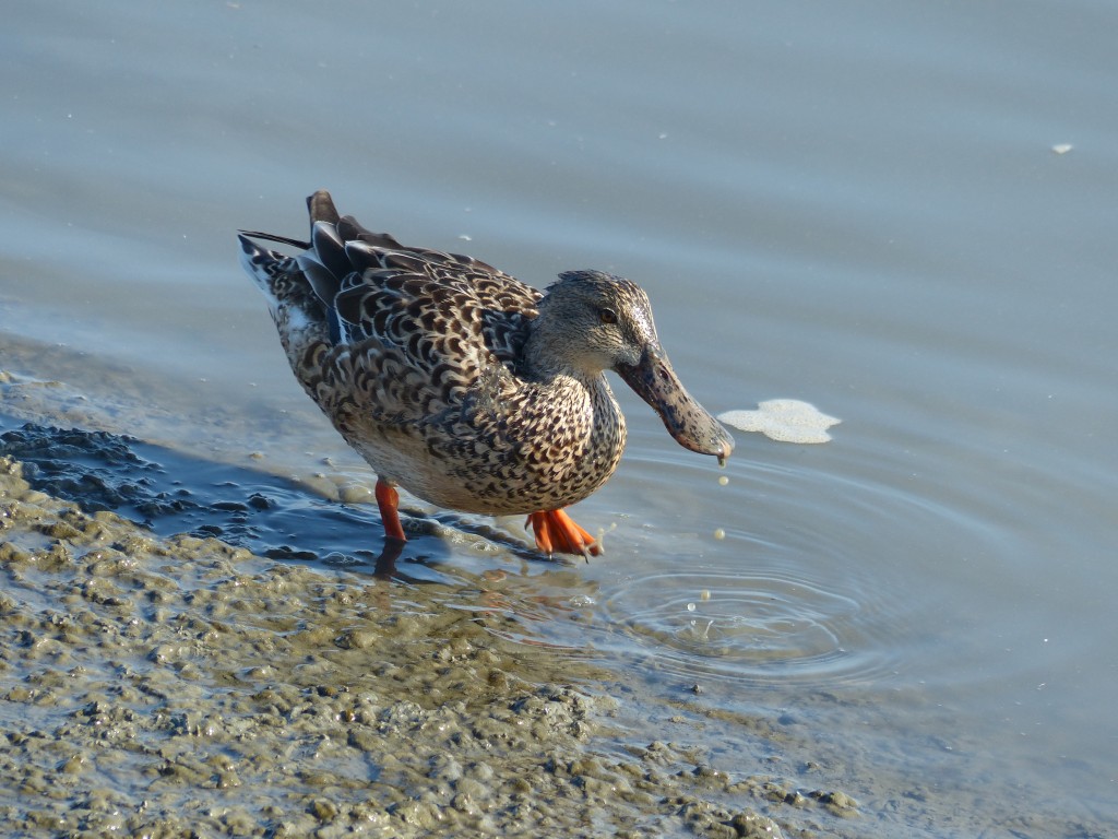 Northern Shoveler have a spatulate bill.