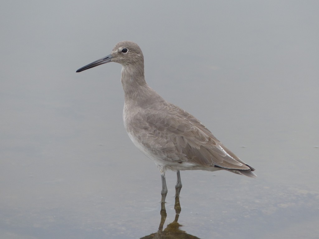 An Example of the Western Willet (Tringa semipalmata inornata). 