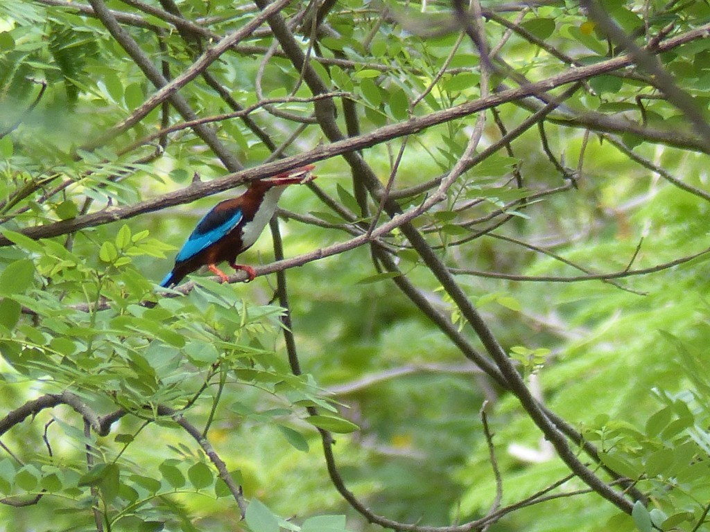 A white-throated kingfisher sits perched on a tree in Chennai, India. 